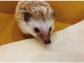 カフェ巡り_20180523_1