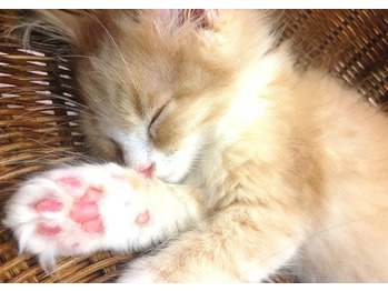 カフェ巡り_20180523_2